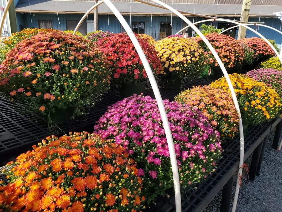 Rows of potted mums in fall colors