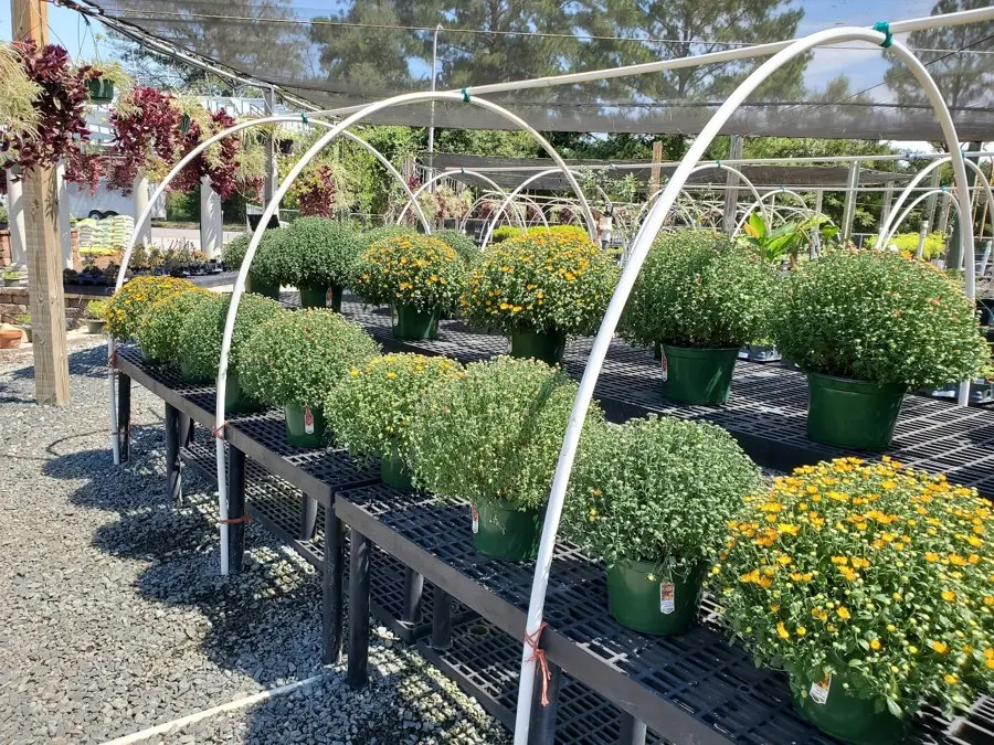 Potted mums under hoops in the nursery
