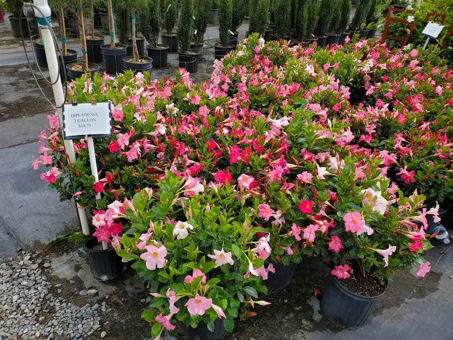 Pink flowering plants in pots